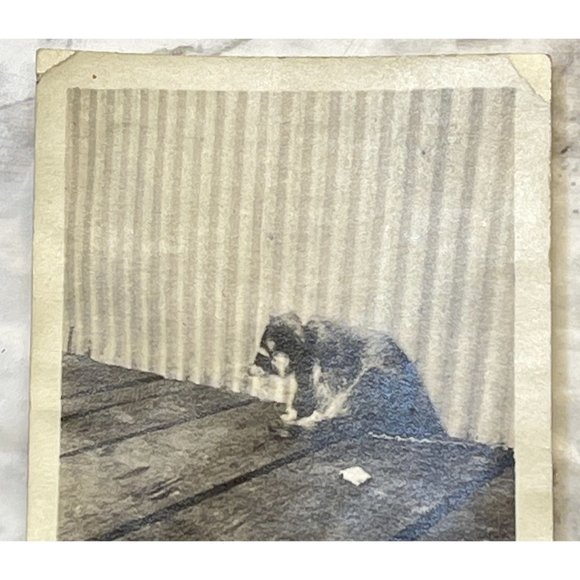 Vintage Raccoon Found Photo B&W Snapshot Chained Up on Leash Sitting on Porch - Picture 5 of 7